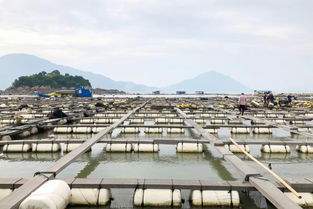 天馬大黃魚飼料銷量超2萬噸 最大經(jīng)銷商年銷6000噸 為何大經(jīng)銷商偏愛與她合作