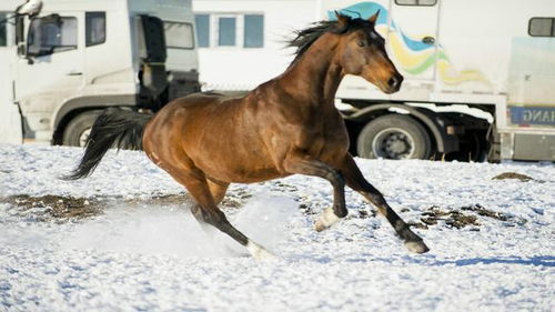 天馬踏雪 帥呆了
