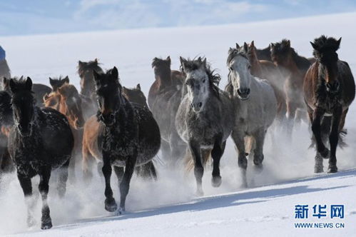 新疆 天馬之鄉(xiāng) 旅游產(chǎn)業(yè) 策馬奔騰