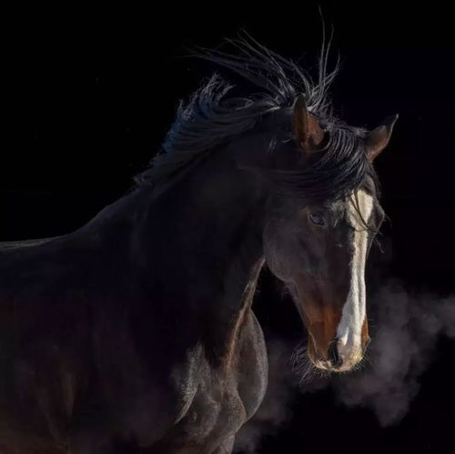 探訪天馬故鄉 昭蘇 攝影交流活動系列報道三