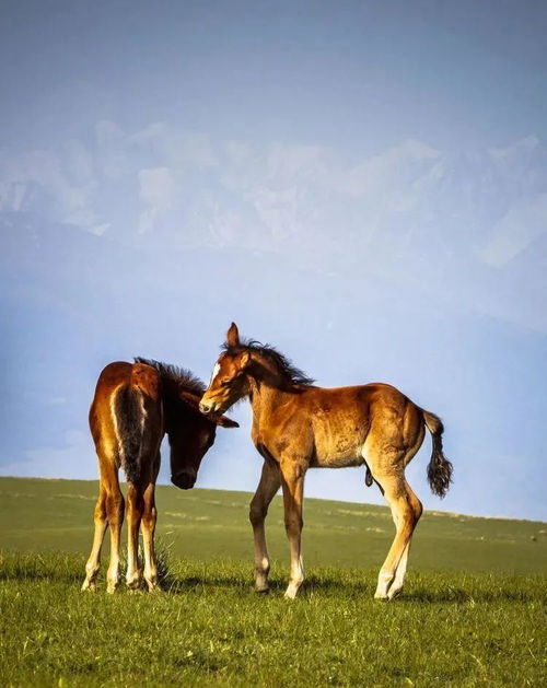昭蘇草原 天馬故鄉看天馬